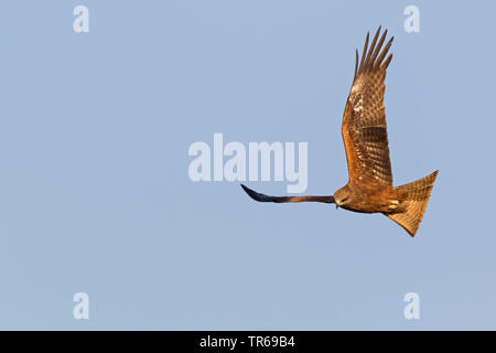 Black kite, Yellow-billed kite (Milvus migrans), in flight in the sky, Israel Stock Photo