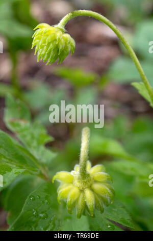 wood anemone (Anemone nemorosa), young fruits, Germany, Bavaria, Oberbayern, Upper Bavaria Stock Photo