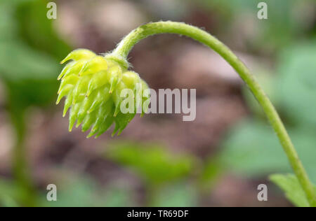 wood anemone (Anemone nemorosa), young fruit, Germany, Bavaria, Oberbayern, Upper Bavaria Stock Photo
