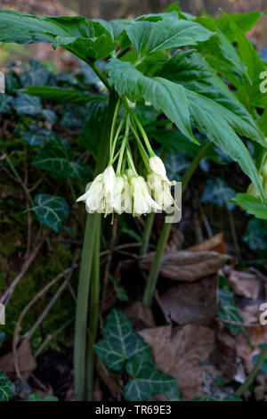 Coralroot, Bulb-bearing toothwort (Cardamine enneaphyllos, Dentaria enneaphyllos), blooming, Germany, Bavaria, Oberbayern, Upper Bavaria Stock Photo