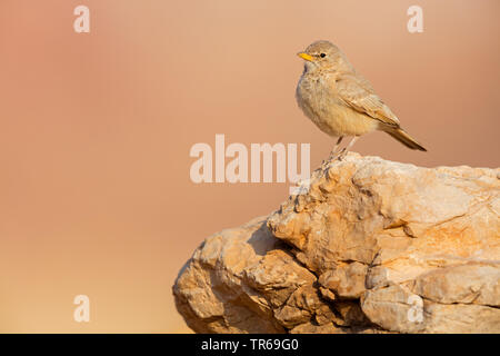 desert lark (Ammomanes deserti), sitting on a rock, Israel Stock Photo