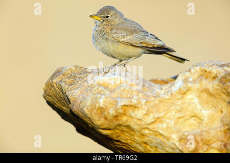 desert lark (Ammomanes deserti), sitting on a rock, Israel Stock Photo
