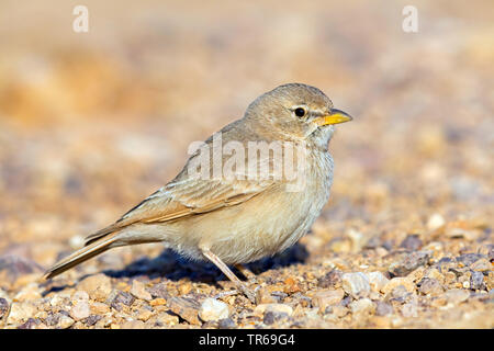 desert lark (Ammomanes deserti), sitting on the ground, Israel Stock Photo