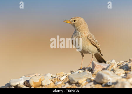 desert lark (Ammomanes deserti), sitting on the ground, Israel Stock Photo