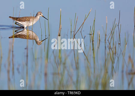 marsh sandpiper (Tringa stagnatilis), searching for food in water, Greece, Lesbos Stock Photo
