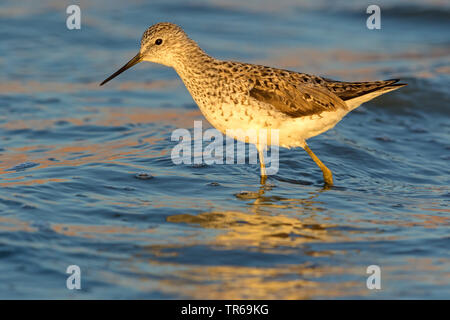 marsh sandpiper (Tringa stagnatilis), searching for food in water, Israel Stock Photo