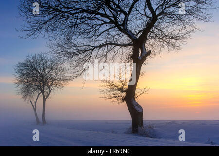trees in winter at sunset, Germany, Lower Saxony Stock Photo
