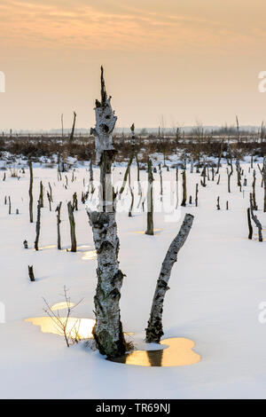downy birch (Betula pubescens), dead birches in a mire, Germany, Lower Saxony, Diepholzer Moorniederung Stock Photo