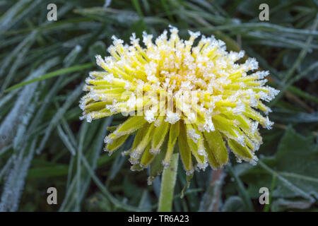 common dandelion (Taraxacum officinale), inflorescence mit hoar frost, Germany, Bavaria, Oberbayern, Upper Bavaria Stock Photo