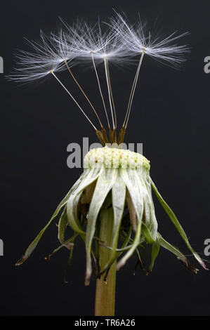 common dandelion (Taraxacum officinale), several fruits on an infructescence, Germany, Bavaria, Oberbayern, Upper Bavaria Stock Photo