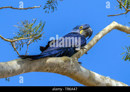 Hyacinth Macaw, Hyacinthine Macaw (Anodorhynchus hyacinthinus), sitting on a branch, Brazil, Pantanal Stock Photo
