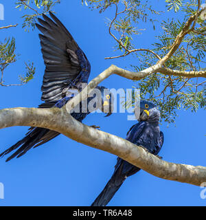 Hyacinth Macaw, Hyacinthine Macaw (Anodorhynchus hyacinthinus), two macaws sitting on a branch, Brazil, Pantanal Stock Photo