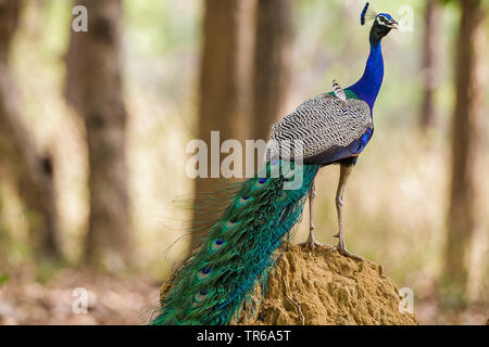 Common peafowl, Indian peafowl, blue peafowl (Pavo cristatus), calling peacock standing on a mound of earth, side view, India, Madhya Pradesh, Kanha National Park Stock Photo