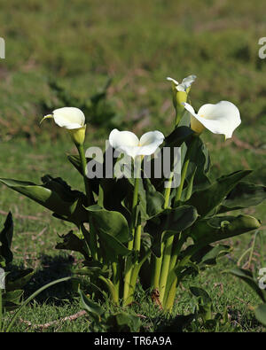 common calla lily, Jack in the pulpit, florist's calla, Egyptian lily, Arum Lily (Zantedeschia aethiopica, Calla aethiopica), blooming, South Africa Stock Photo