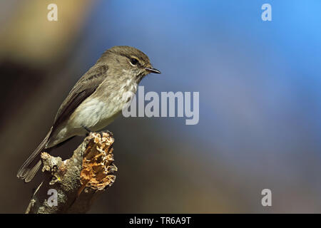 African Dusky Flycatcher, Dusky Flycatcher, Dusky Alseonax (Muscicapa adusta), sitting on a branch, South Africa, Western Cape, Wilderness National Park Stock Photo