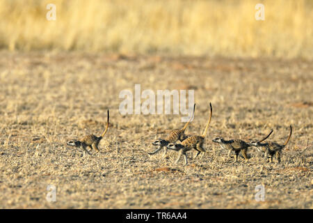 suricate, slender-tailed meerkat (Suricata suricatta), running group, South Africa, Kgalagadi Transfrontier National Park Stock Photo