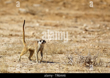 suricate, slender-tailed meerkat (Suricata suricatta), standing in the savannah, South Africa, Kgalagadi Transfrontier National Park Stock Photo