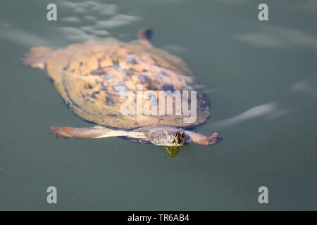 serrated turtle, East African serrated mud turtle (Pelusios sinuatus), swimming, front view, South Africa, North West Province, Pilanesberg National Park Stock Photo