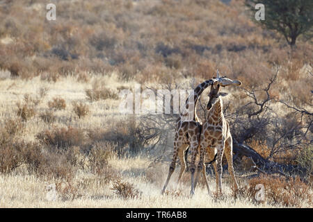 giraffe (Giraffa camelopardalis), territorial fight between two male giraffes in the savannah, South Africa, Kgalagadi Transfrontier National Park Stock Photo