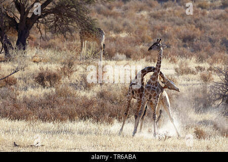 giraffe (Giraffa camelopardalis), territorial fight between two male giraffes in the savannah, South Africa, Kgalagadi Transfrontier National Park Stock Photo