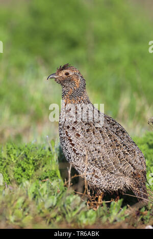 greywing francolin (Francolinus africanus), on a meadow, South Africa, Western Cape, West Coast National Park Stock Photo