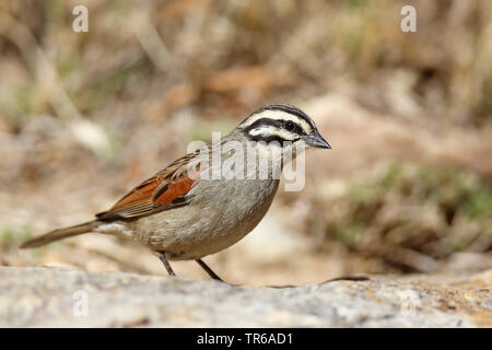 Cape bunting (Emberiza capensis), sitting on a rock, South Africa, Klaarstrom Stock Photo