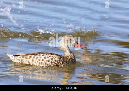 Cape teal (Anas capensis), swimming, South Africa, Velddrift Stock Photo