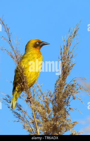 Cape weaver (Ploceus capensis), male on reed, South Africa, Klaarstrom Stock Photo