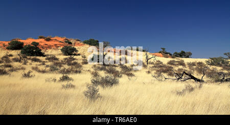 red dunes in the Auob valley, South Africa, Kgalagadi Transfrontier National Park, Mata Mata Stock Photo