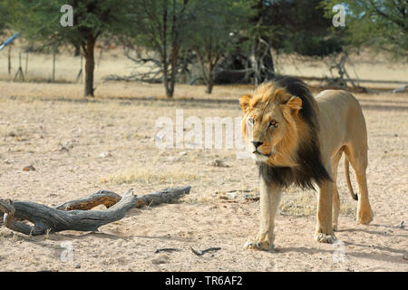 lion (Panthera leo), male lion walking in the savannah, South Africa, Kgalagadi Transfrontier National Park Stock Photo