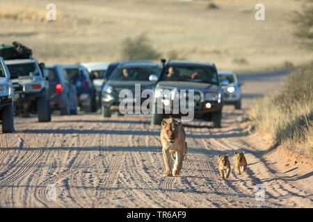 lion (Panthera leo), lioness walking with two young animals in front of cars on a sand track, front view, South Africa, Kgalagadi Transfrontier National Park