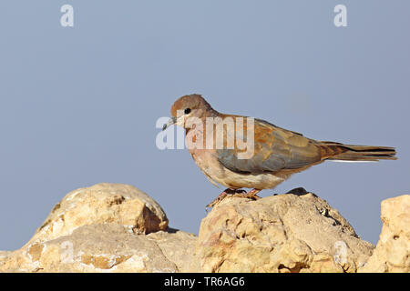 laughing dove (Streptopelia senegalensis), sitting on a rock, South Africa, Kgalagadi Transfrontier National Park Stock Photo