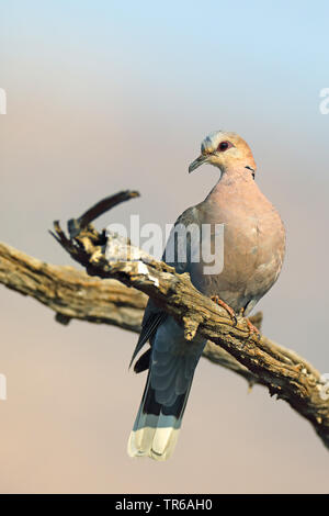 red-eyed dove (Streptopelia semitorquata), sitting on a dead tree, South Africa, North West Province, Pilanesberg National Park Stock Photo