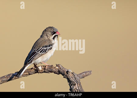 Scaly-feathered Weaver, Scaly-feathered Finch (Sporopipes squamifrons), sitting on a branch, South Africa, Kgalagadi Transfrontier National Park Stock Photo