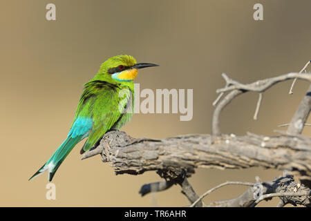 swallow-tailed bee eater (Merops hirundineus), sitting on a tree, South Africa, Kgalagadi Transfrontier National Park Stock Photo
