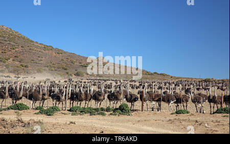 ostrich (Struthio camelus), ostrich farm in Klaarstrom, South Africa, Klaarstrom Stock Photo