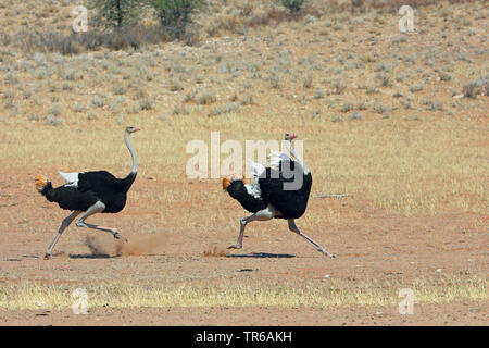 ostrich (Struthio camelus), two males running through savannah, South Africa, Kgalagadi Transfrontier National Park Stock Photo
