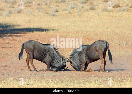 blue wildebeest, brindled gnu, white-bearded wildebeest (Connochaetes taurinus), fighting male in savanna, South Africa, Kgalagadi Transfrontier National Park Stock Photo