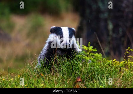 Old World badger, Eurasian badger (Meles meles), sniffing on the forest ground, Czech Republic, Hlinsko Stock Photo