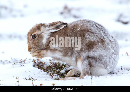 Scottish blue hare, mountain hare, white hare, Eurasian Arctic hare (Lepus timidus scotticus, Lepus scotticus), at pelage change, grooming, United Kingdom, Scotland, Aviemore Stock Photo