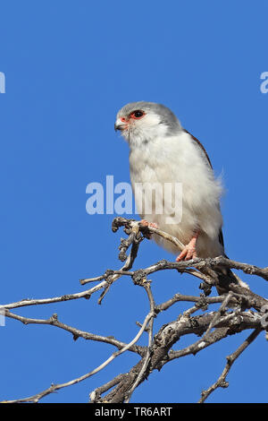 African pygmy falcon (Polihierax semitorquatus), female on a branch, Kgalagadi Transfrontier National Park Stock Photo