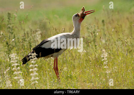 white stork (Ciconia ciconia), gulping a young hare, Germany