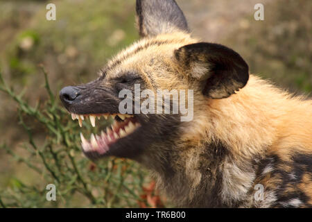 African wild dog, African hunting dog, Cape hunting dog, Painted dog, Painted wolf, Painted hunting dog, Spotted dog, Ornate wolf (Lycaon pictus), displaying teeth, Africa Stock Photo