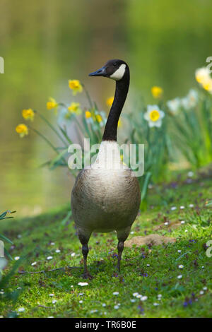 Canada goose (Branta canadensis), on lake shore with daffodils, Germany, North Rhine-Westphalia Stock Photo