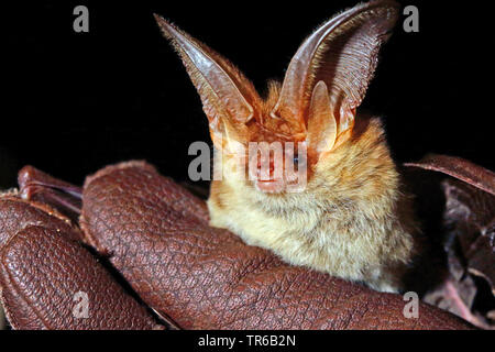 brown long-eared bat, common long-eared bat (Plecotus auritus), is held in the hand for examination, front view, Germany