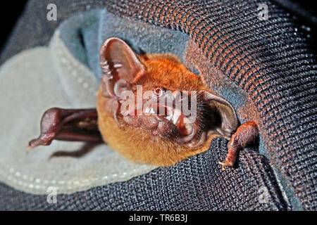 noctule (Nyctalus noctula), is held in the hand for examination, front view, Germany