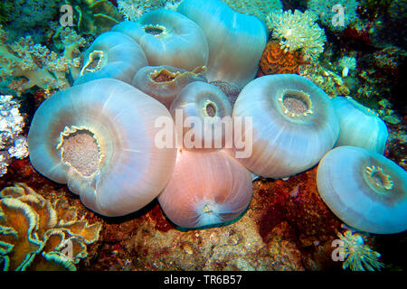 Giant Cup, Giant Elephant Ear Mushroom Coral (Amplexidiscus fenestrafer), Giant Elephant Ear Mushroom Corals at the reef, Philippines, Southern Leyte, Panaon Island, Pintuyan Stock Photo