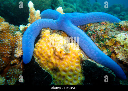 blue star, blue seastar (Linckia laevigata), in the coral reef, Philippines, Southern Leyte, Panaon Island, Pintuyan Stock Photo