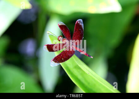 Red Grasshawk, Common Parasol, Grasshawk dragonfly (Neurothemis fluctuans), male sitting on a leaf, Singapore Stock Photo