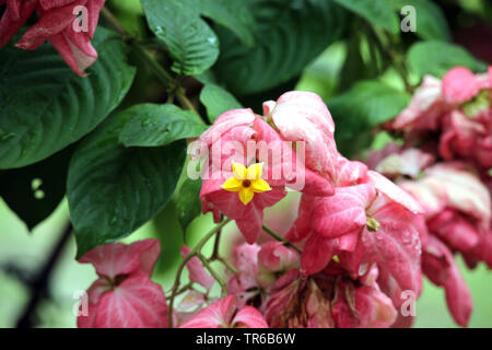 Bangkok rose, Queen sirikit (Mussaenda philippica), blooming, Singapore Stock Photo
